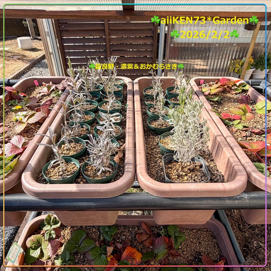 ☘️aiiKEN73*Garden☘️AG202602