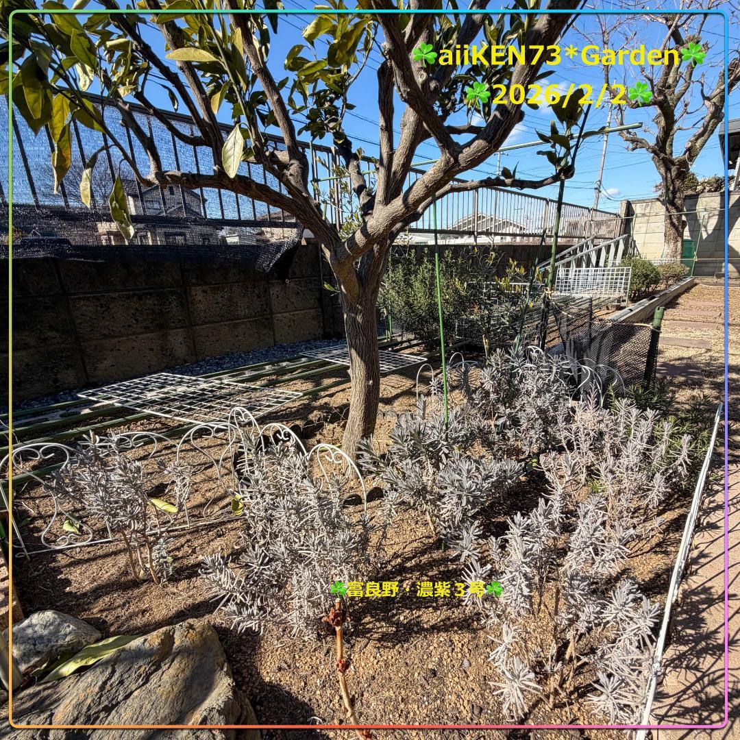 ☘️aiiKEN73*Garden☘️AG202602