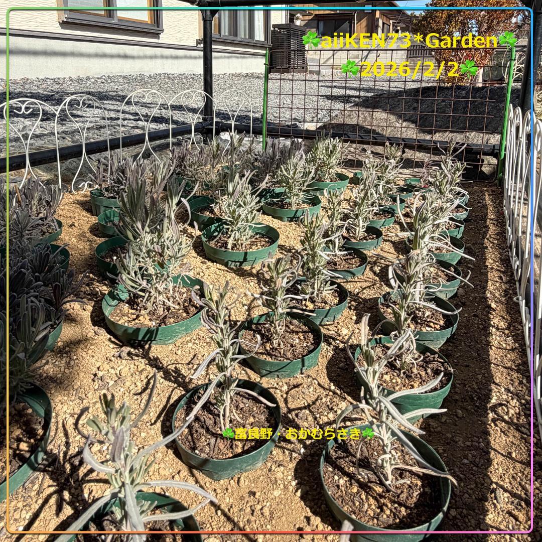☘️aiiKEN73*Garden☘️AG202602