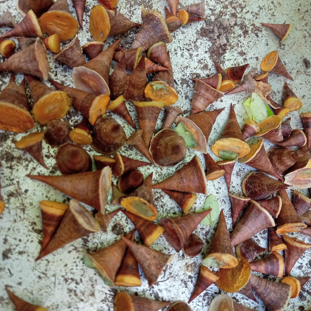 トックリキワタ酔っ払いの木のトゲ数個