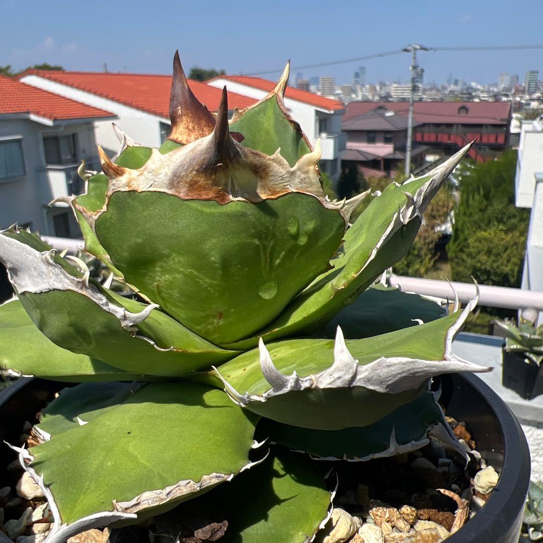 トリケラトプスtriceratops 白犀牛カクタスグリーンケリークローンアガベ