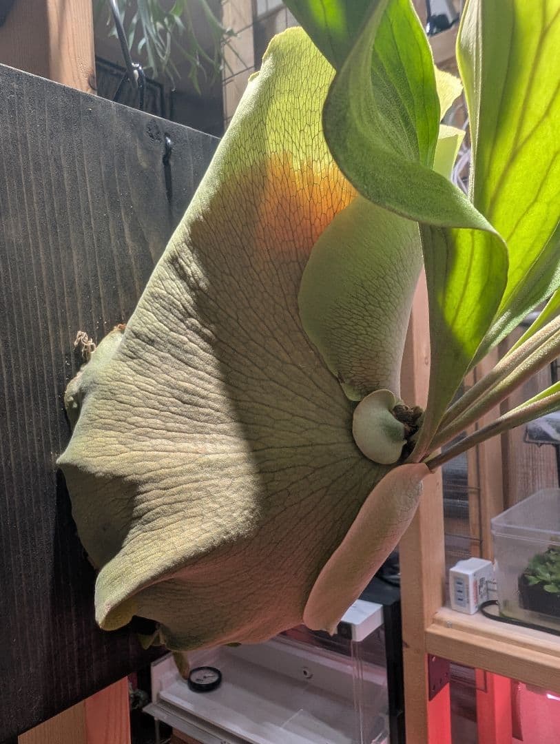 ビカクシダ Paopao大株 （良質）