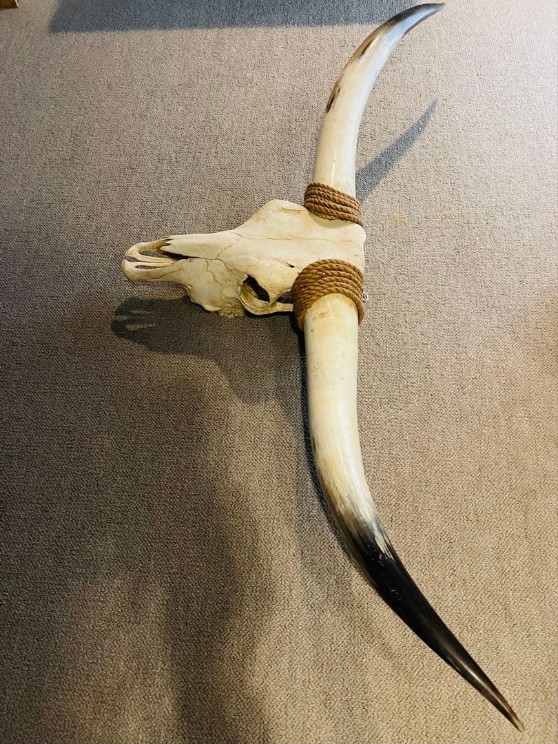 【超希少】テキサス　ロングホーンスカル　頭蓋骨