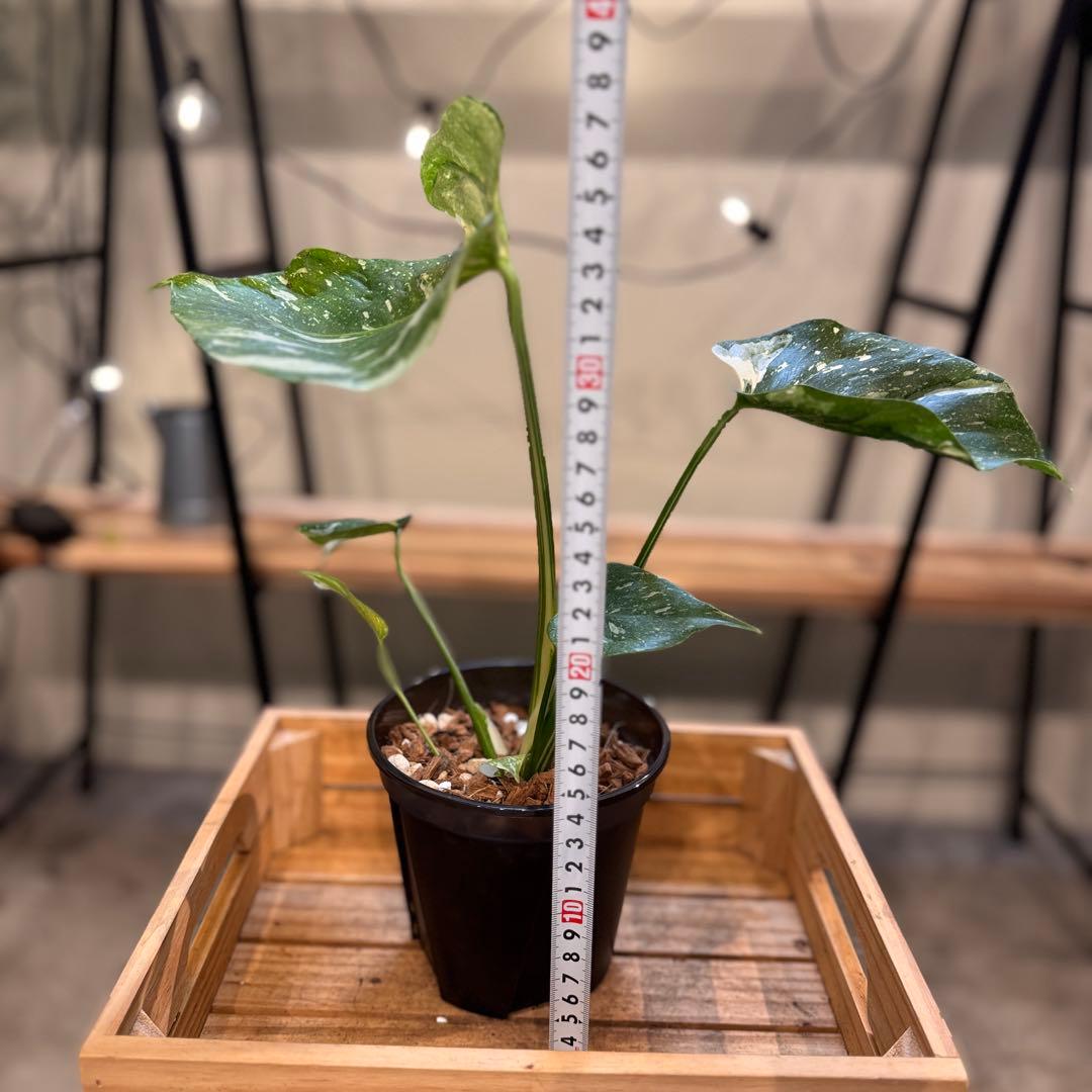 23 モンステラ　タイコン　‘メデューサ’ 中株　葉裏かっこいい