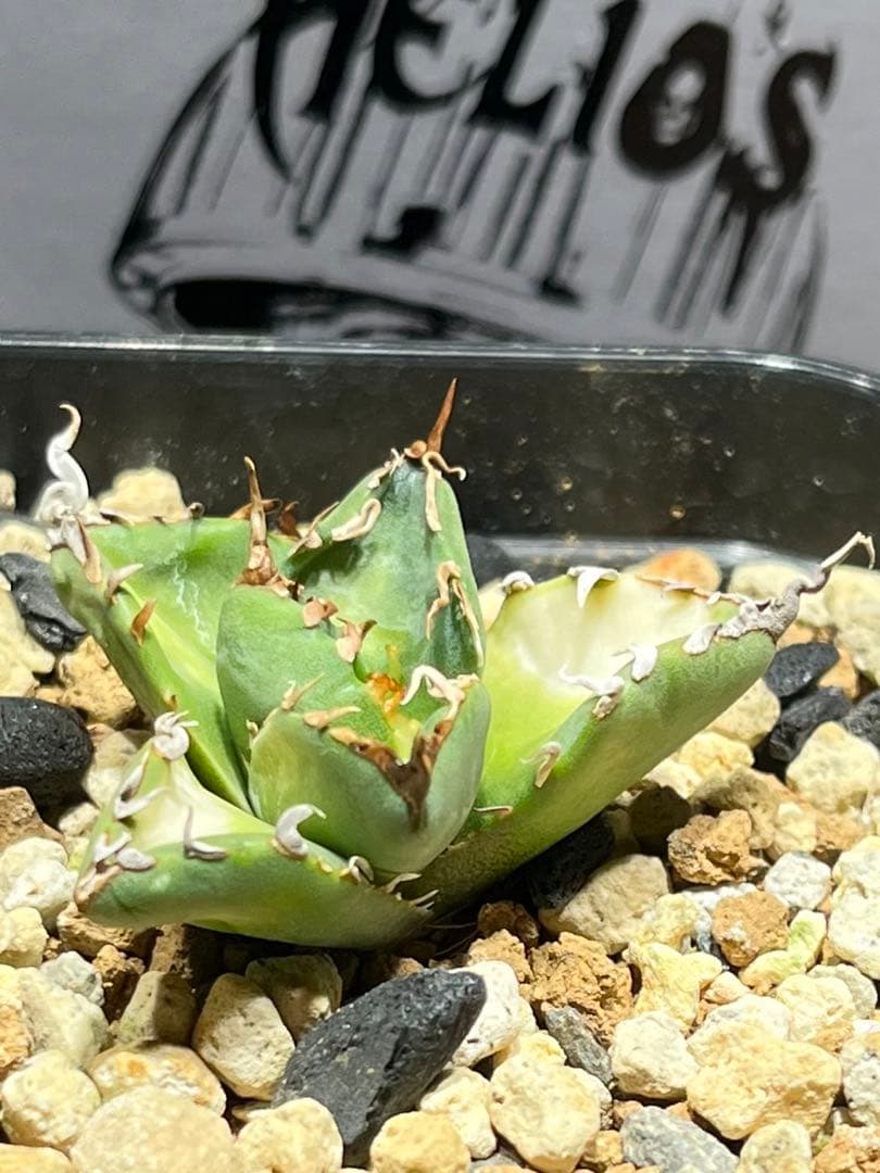 アガベチタノタ　魔丸　中国産　本物 観葉植物