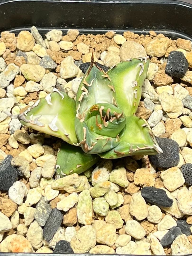 アガベチタノタ　魔丸　中国産　本物 観葉植物