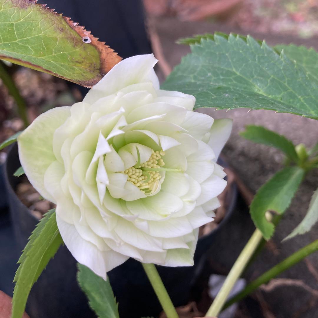 クリスマスローズ　小輪超多弁　株分け前提