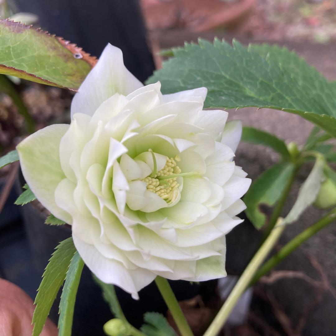 クリスマスローズ　小輪超多弁　株分け前提