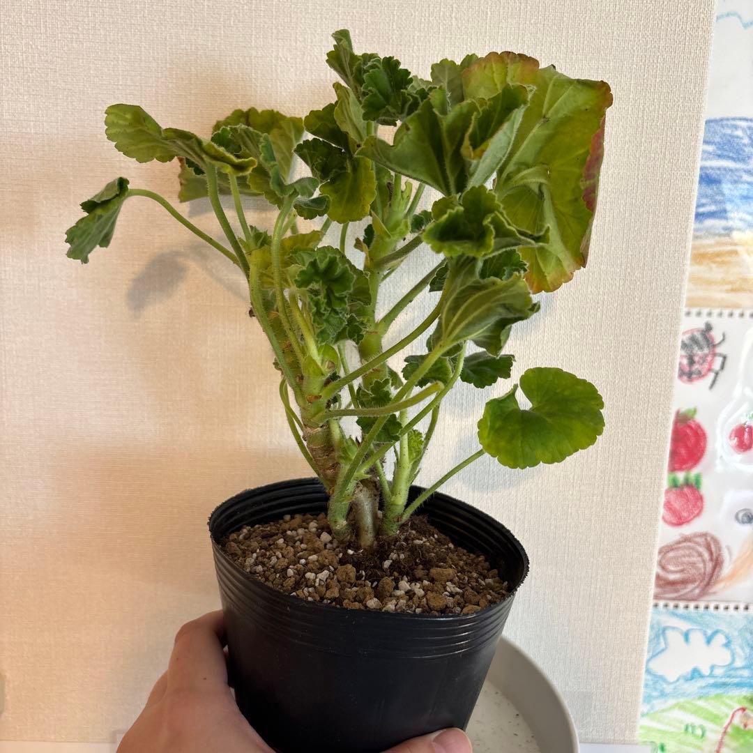 専用リンク　超希少品種ゼラニウム　レア品種ゼラニウム苗　DNY01