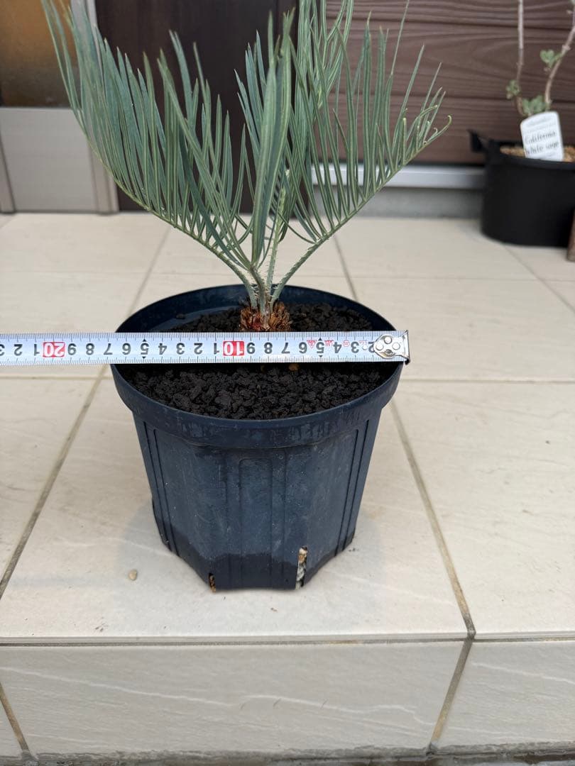 サイカスカイルンシアナ