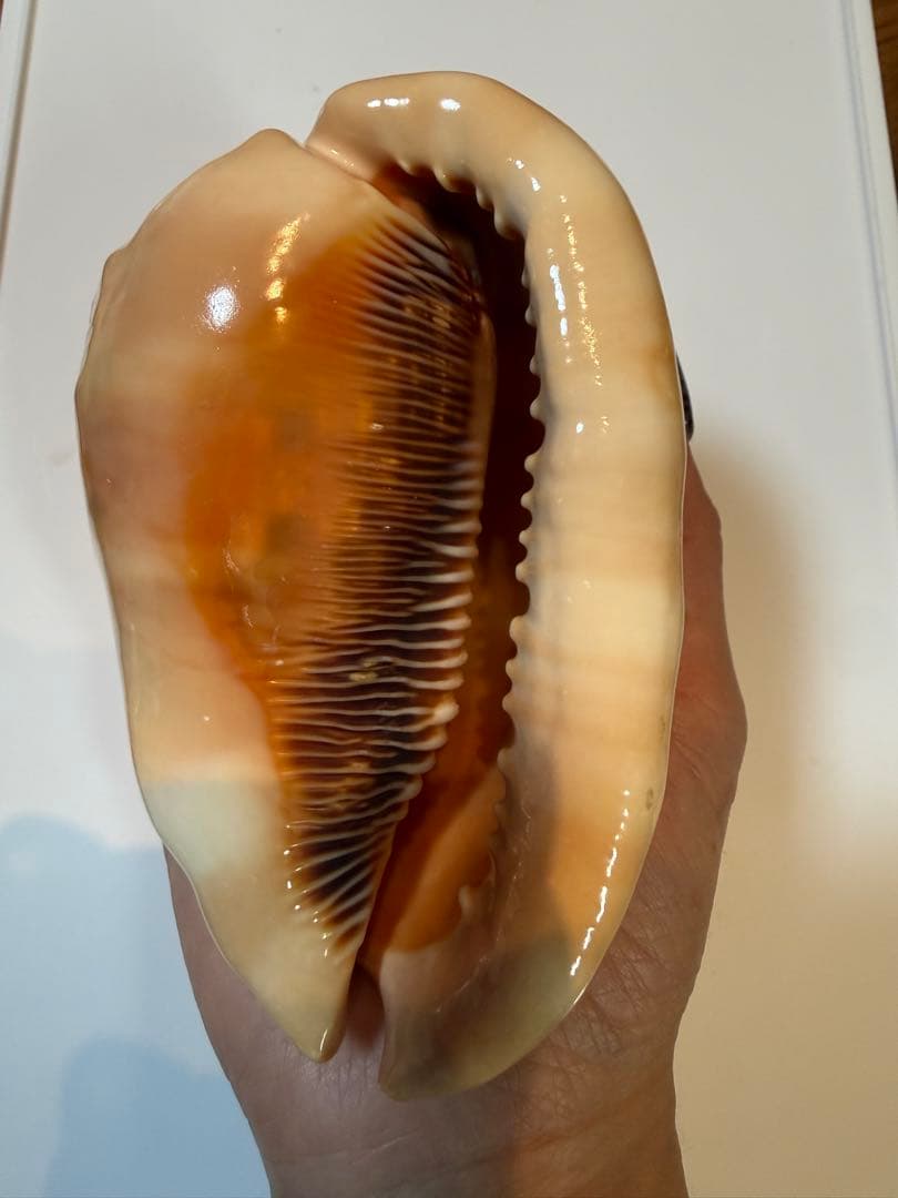 シェル カメオ インテリア 置物 ディスプレイ ②