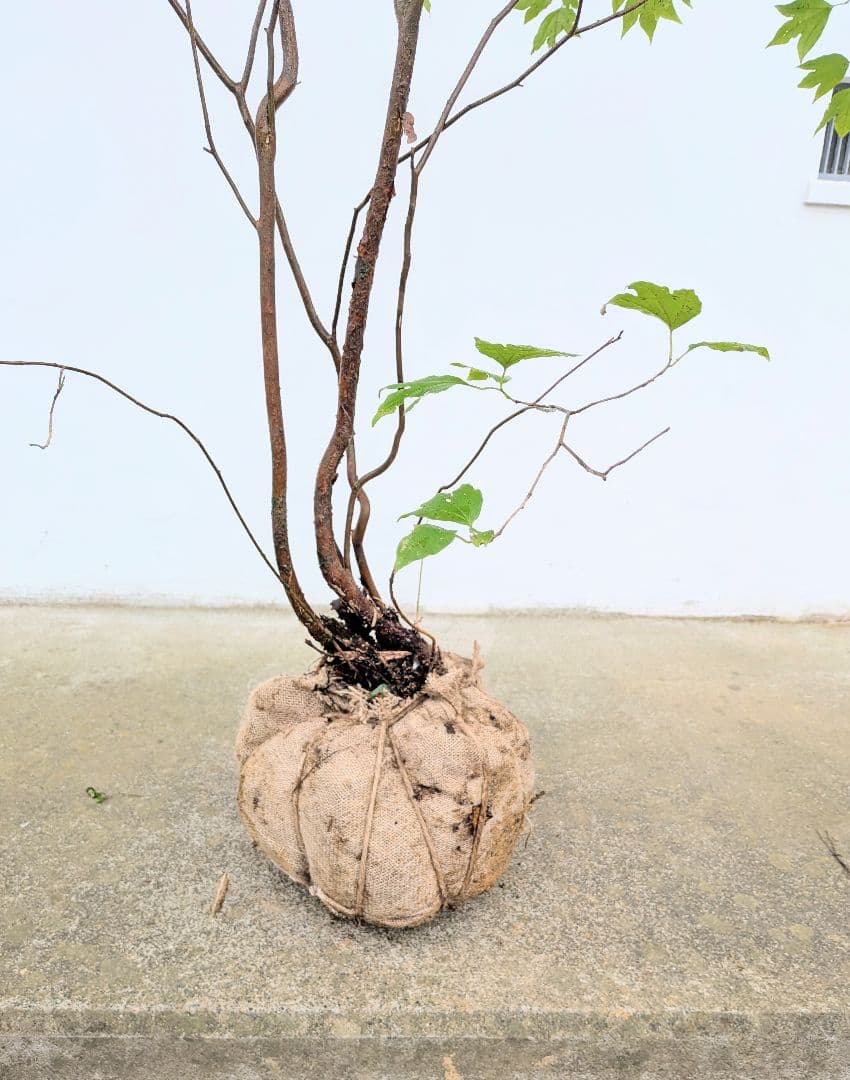 連休特価！特大の山採りシロモジ。