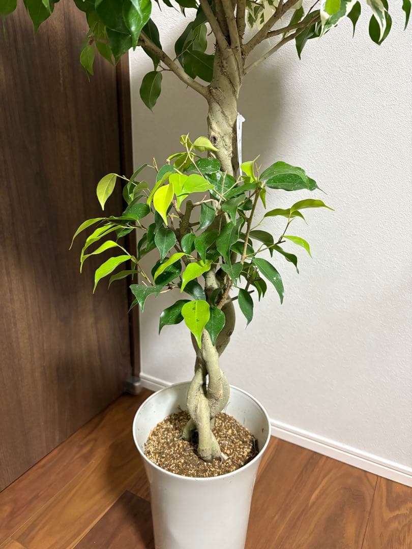 フィカス　ベンジャミナ　スターライトビューティークイーン　MIX