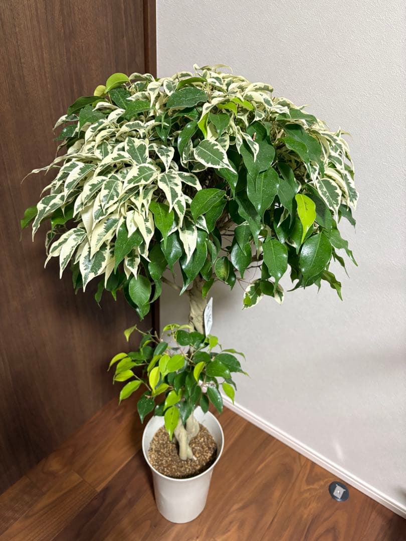 フィカス　ベンジャミナ　スターライトビューティークイーン　MIX