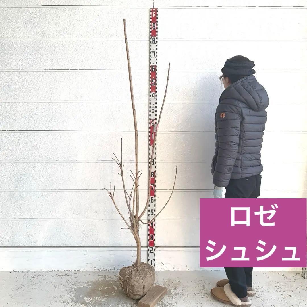 スモークツリー ロゼシュシュ　雌株　煙の木　苗木　花木　61