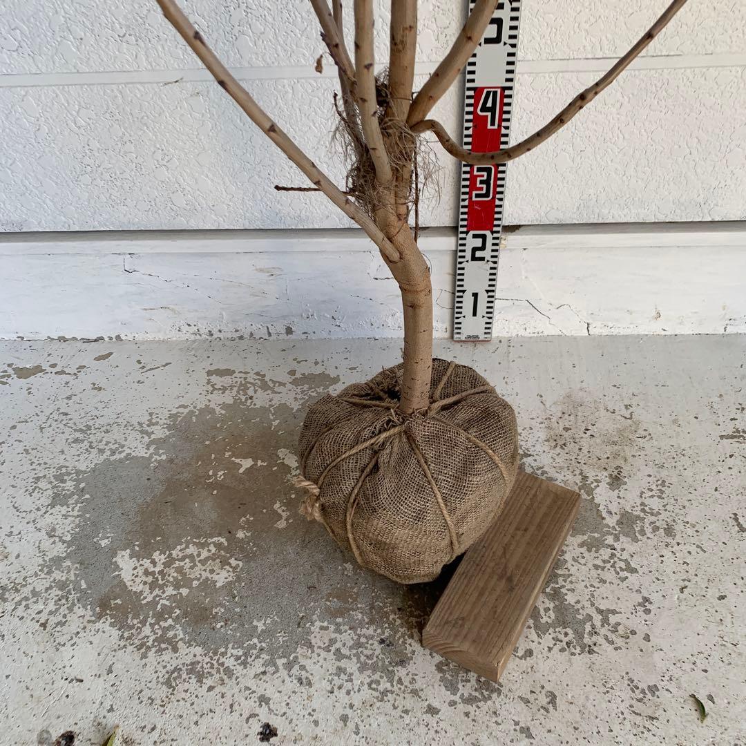 スモークツリー ロゼシュシュ　雌株　煙の木　苗木　花木　61