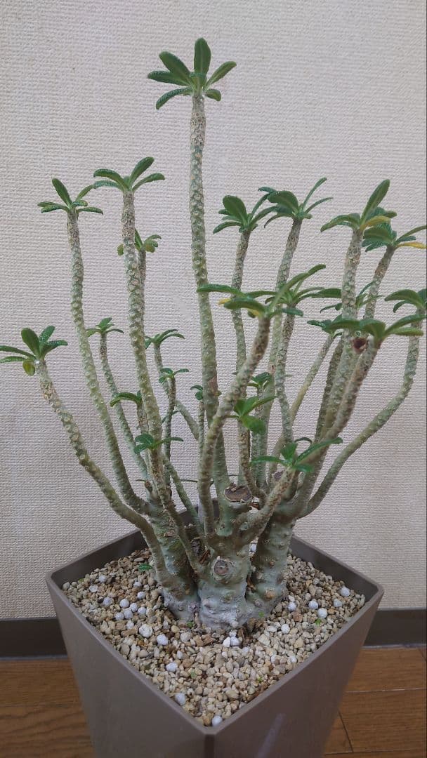 ドルステニアギガス