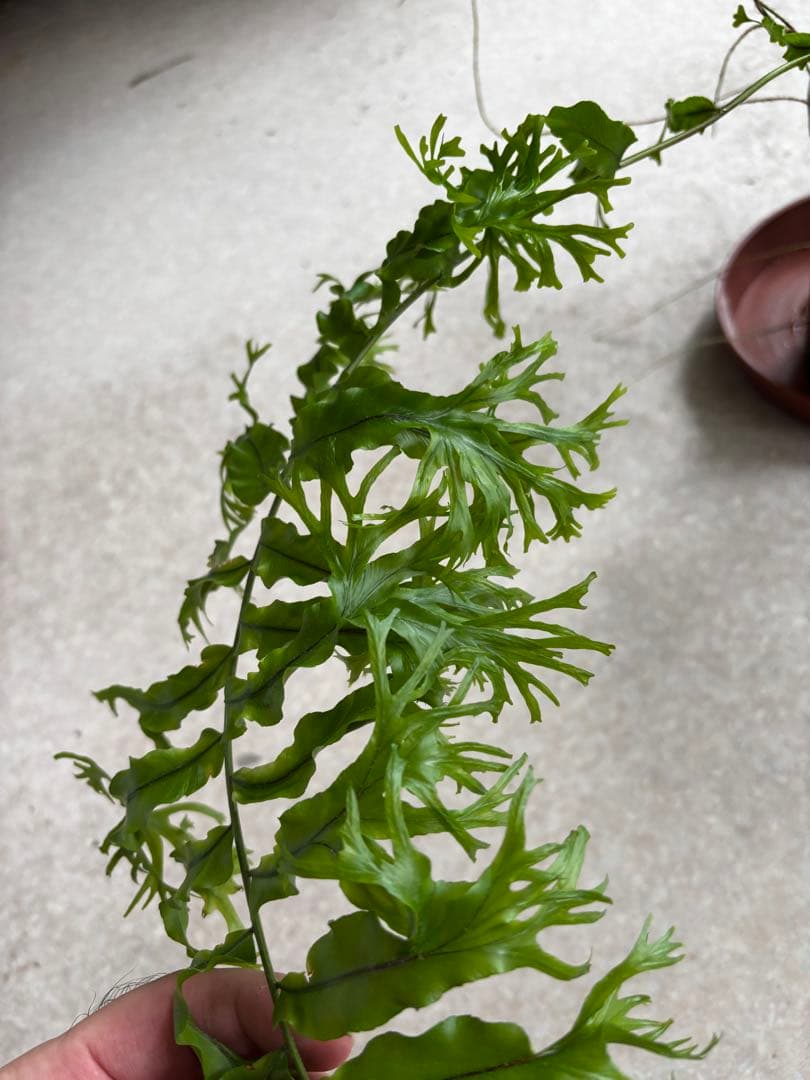 ホウビカンジュ　獅子葉