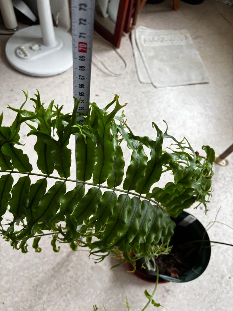 ホウビカンジュ　獅子葉