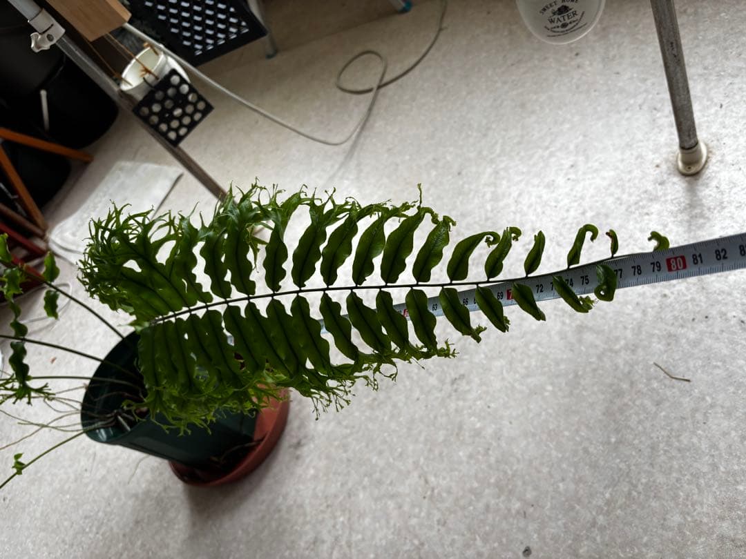 ホウビカンジュ　獅子葉