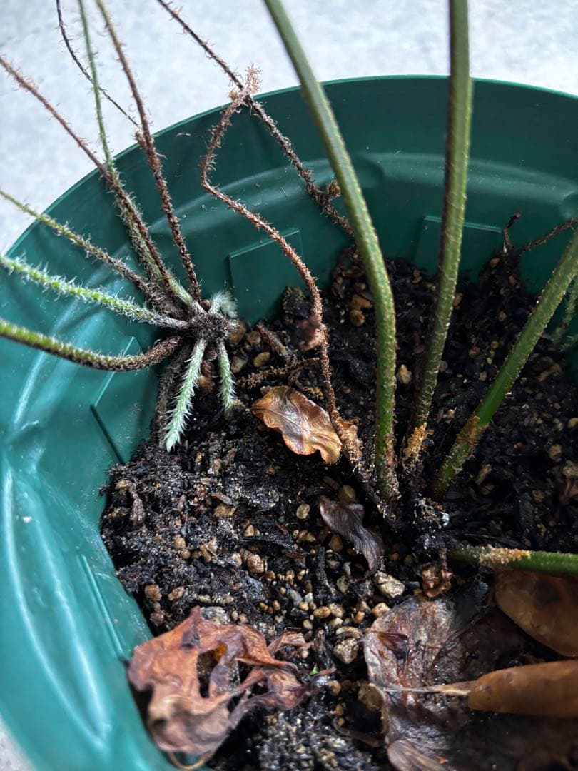 ホウビカンジュ　獅子葉