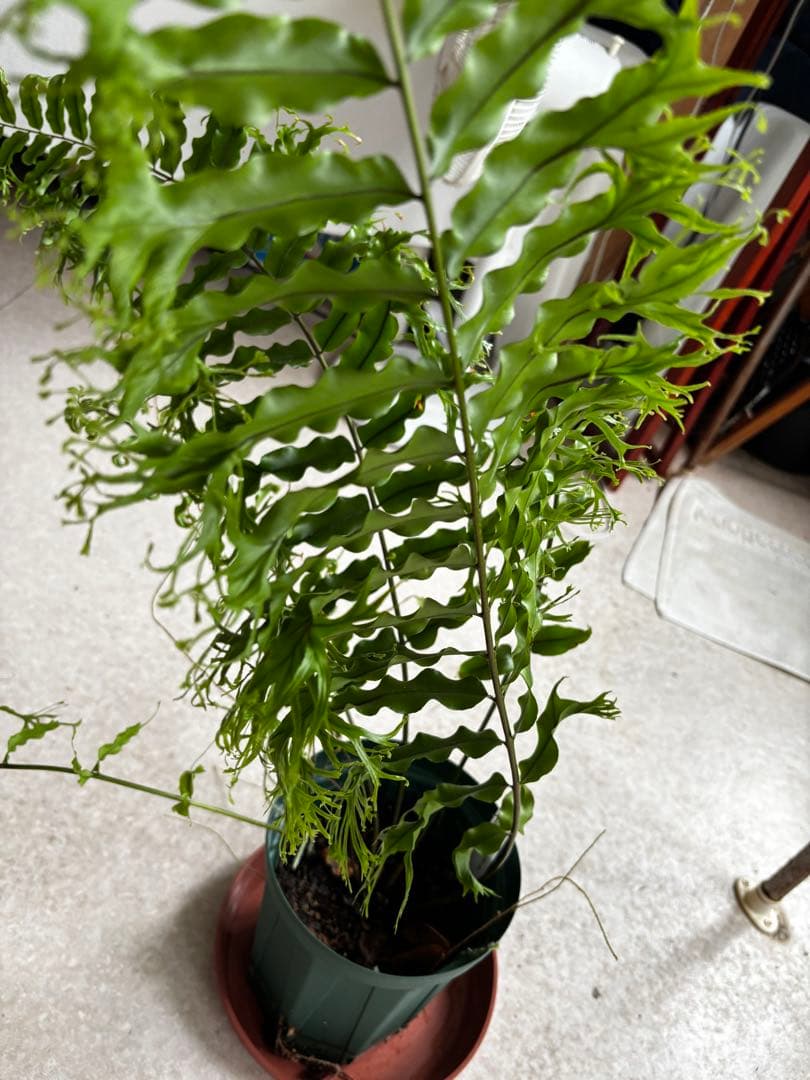 ホウビカンジュ　獅子葉