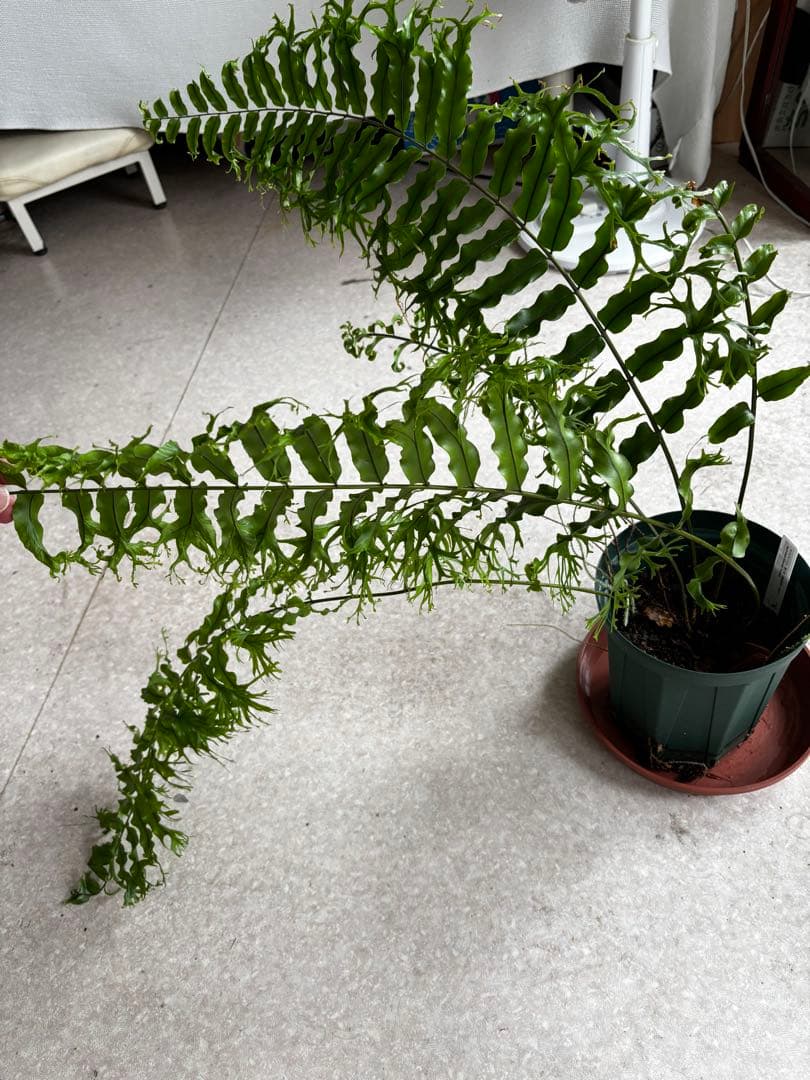 ホウビカンジュ　獅子葉