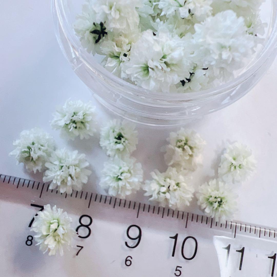 かすみ草ドライフラワー