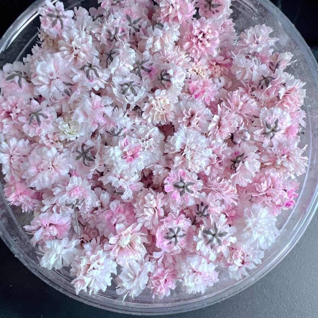 かすみ草ドライフラワー