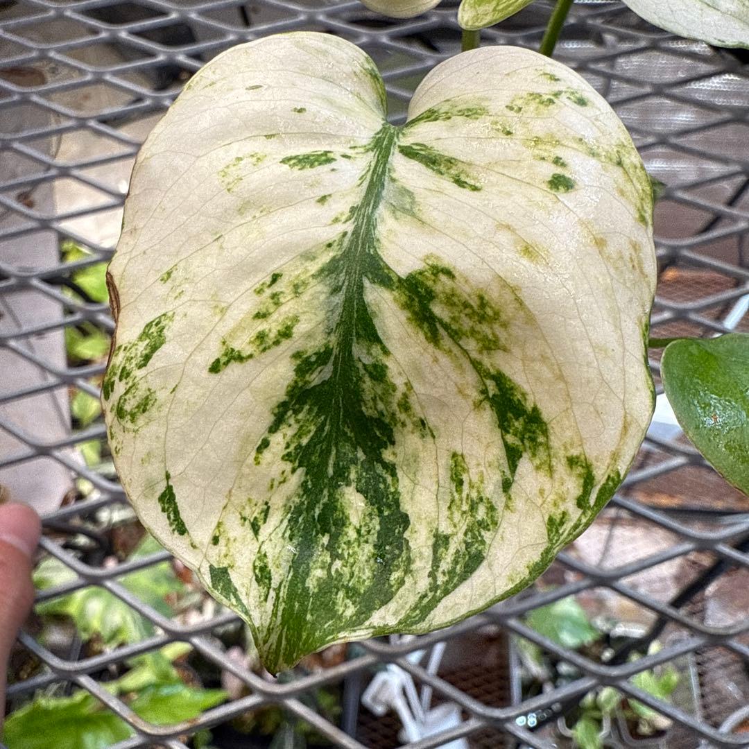 格安 極上 モンステラ サイアムミント