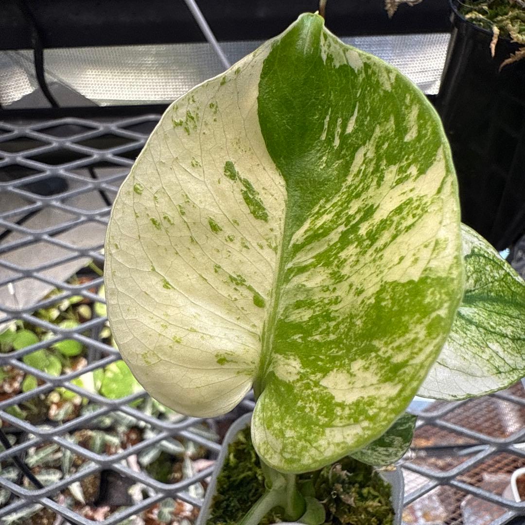 格安 極上 モンステラ サイアムミント