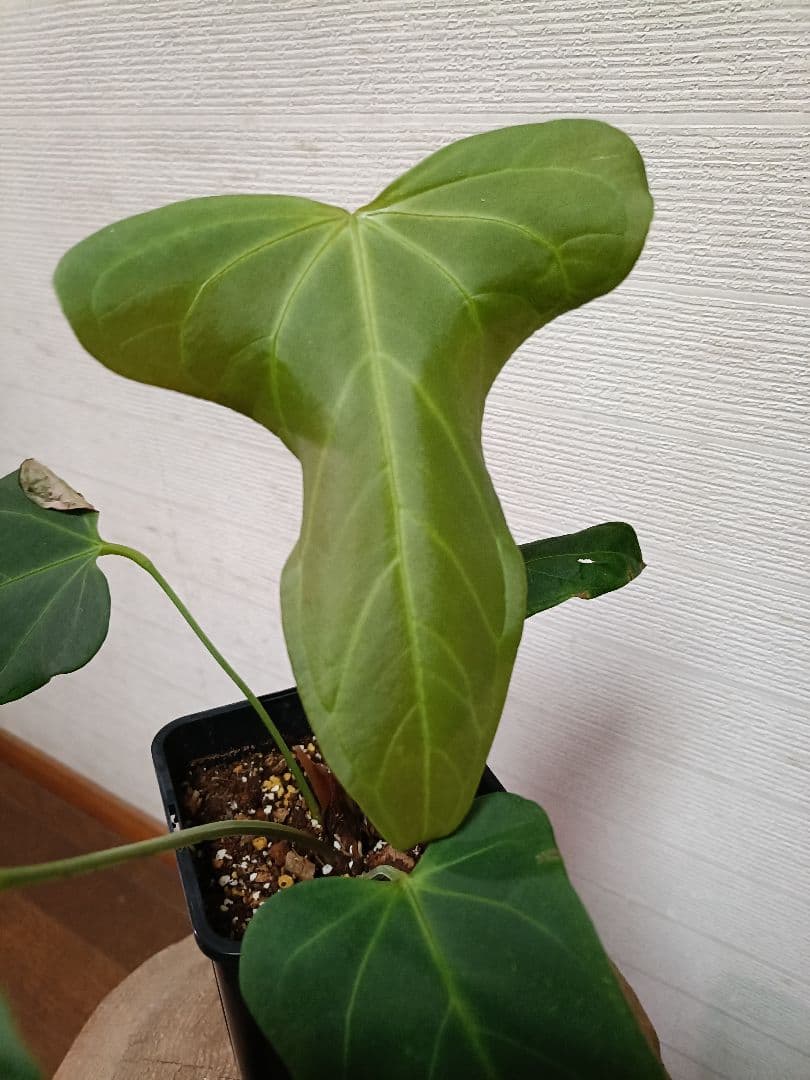 Anthurium Yasuni Heart アンスリウムヤスニハート