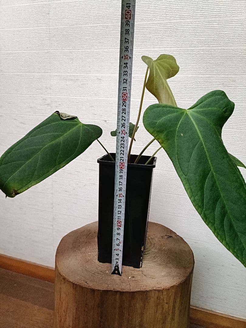 Anthurium Yasuni Heart アンスリウムヤスニハート