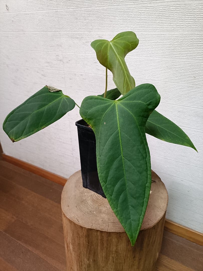 Anthurium Yasuni Heart アンスリウムヤスニハート