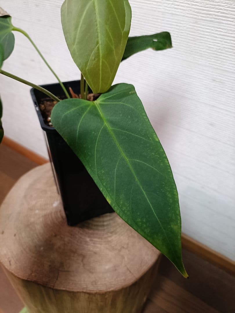 Anthurium Yasuni Heart アンスリウムヤスニハート