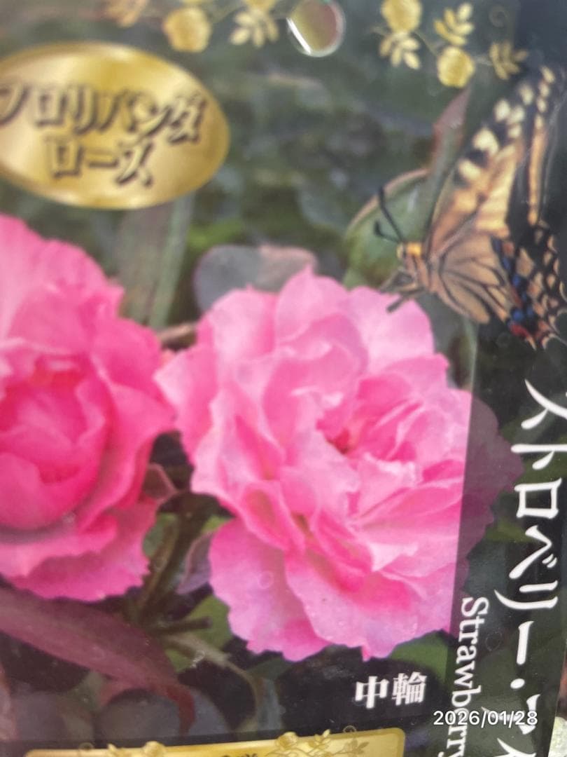 四季咲き　バラ　15株