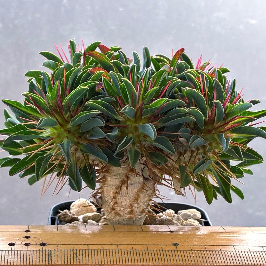 ギラウミニアナ　実生　5