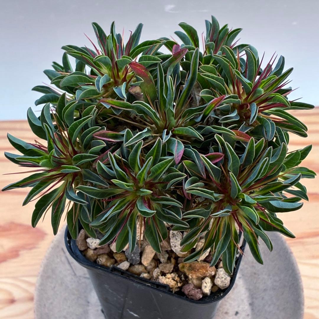 ギラウミニアナ　実生　5