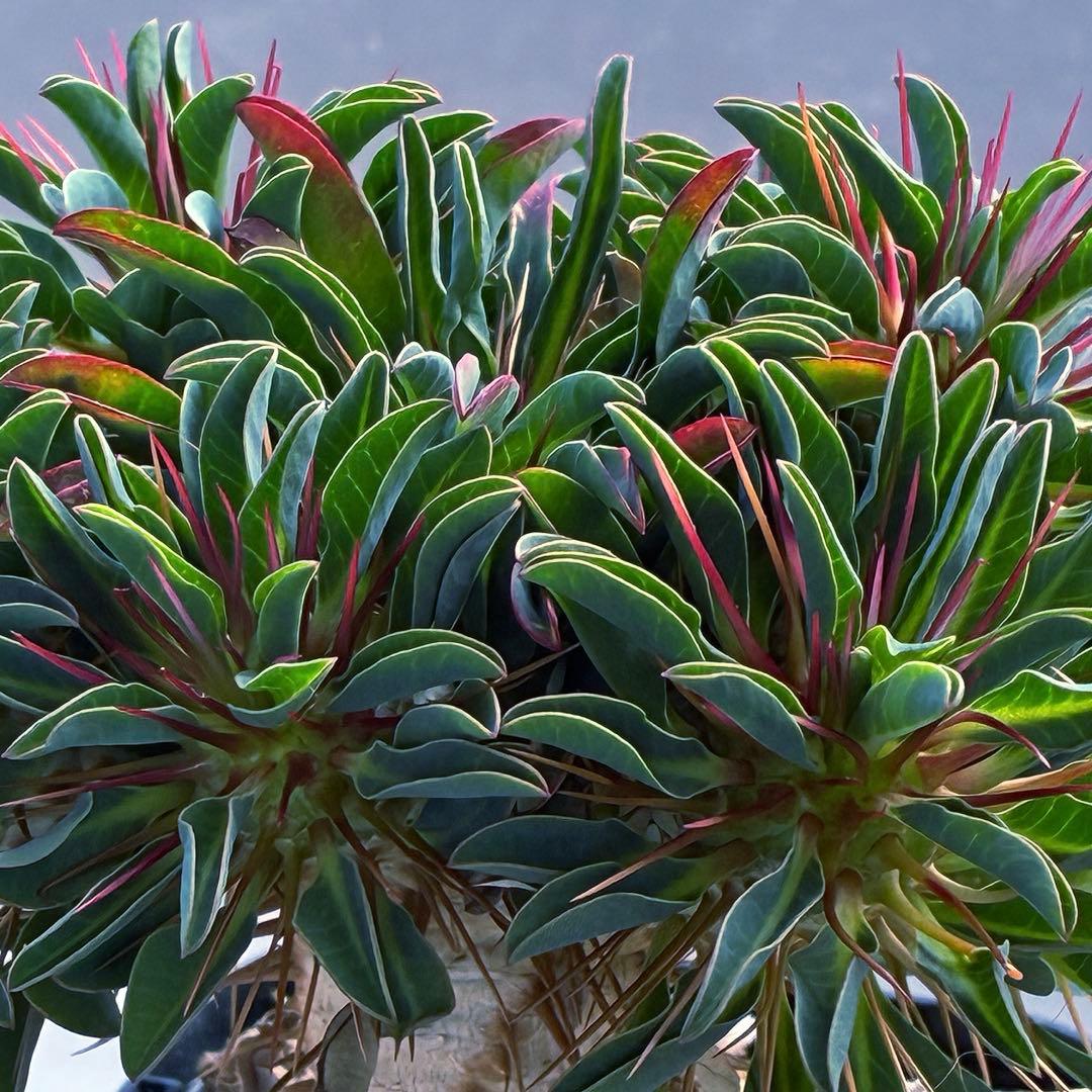 ギラウミニアナ　実生　5