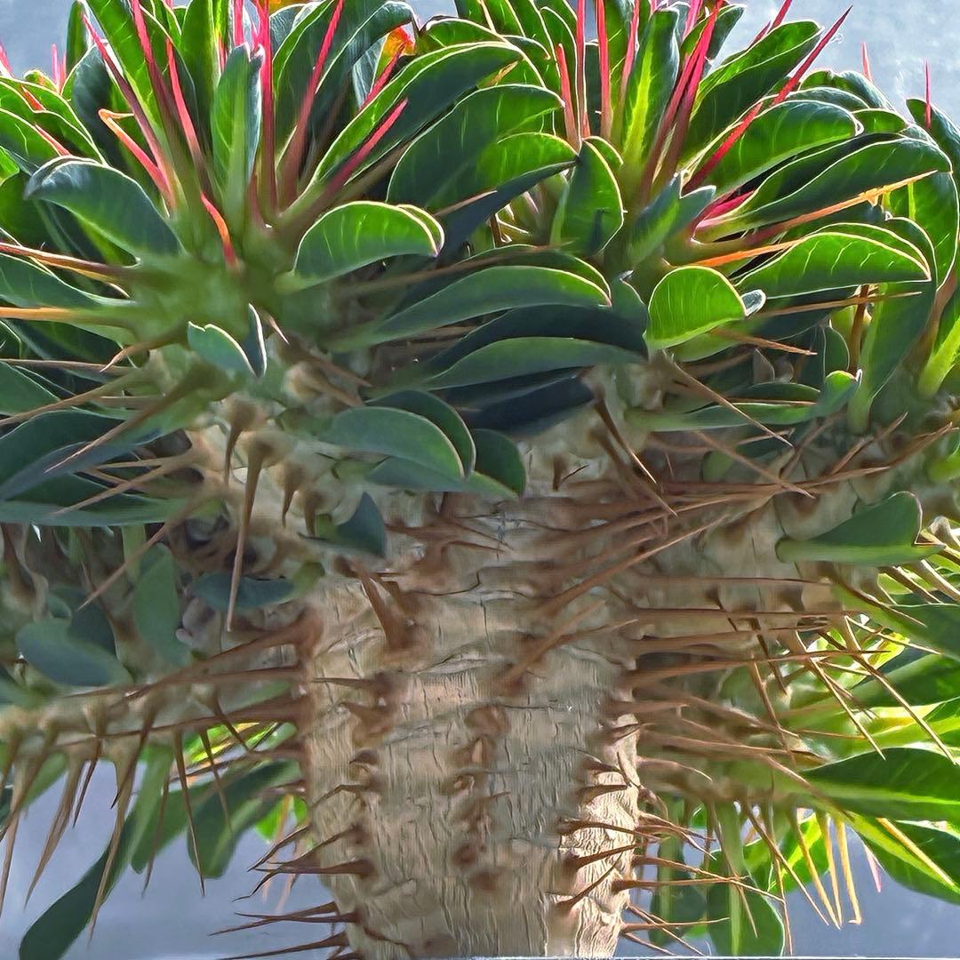 ギラウミニアナ　実生　5