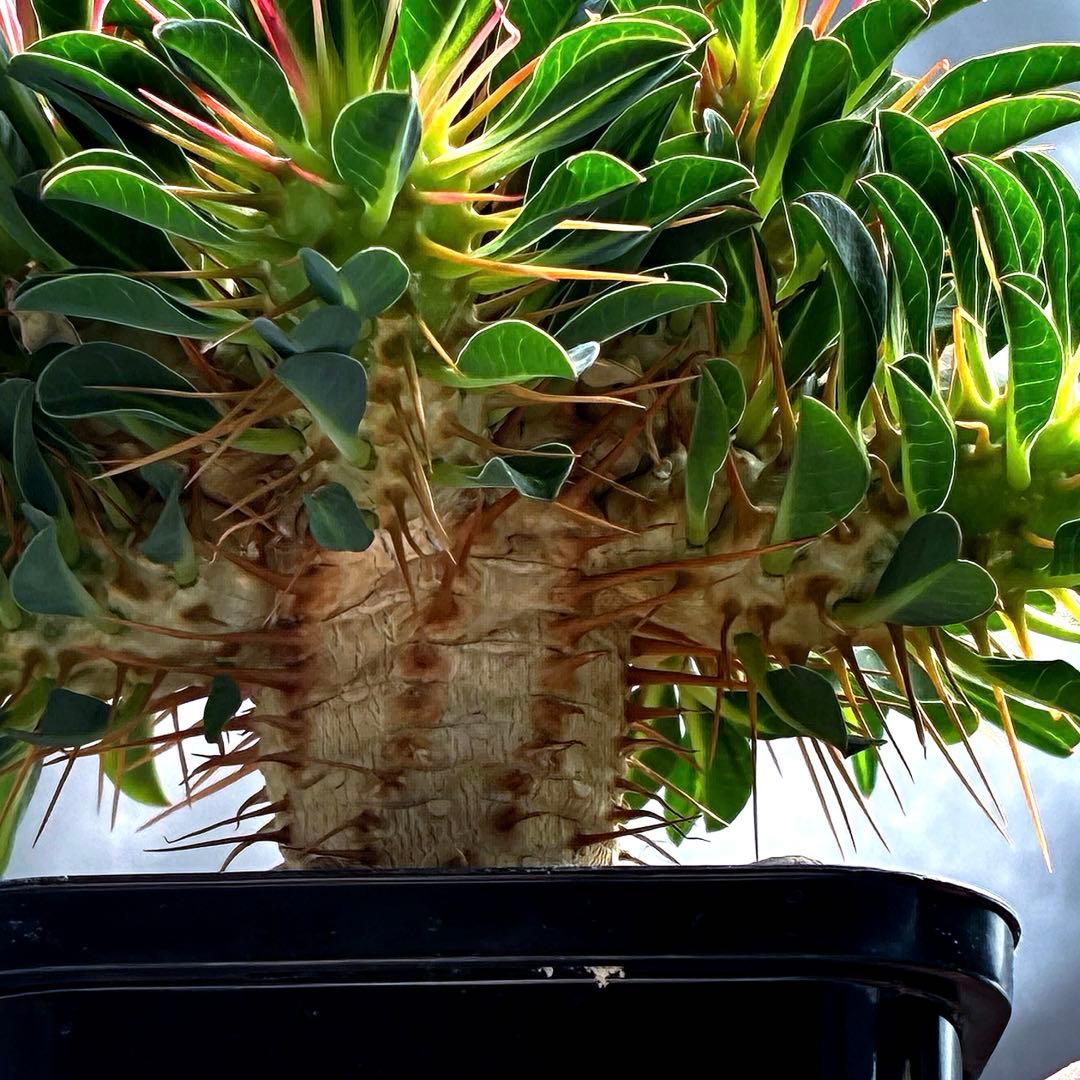 ギラウミニアナ　実生　5