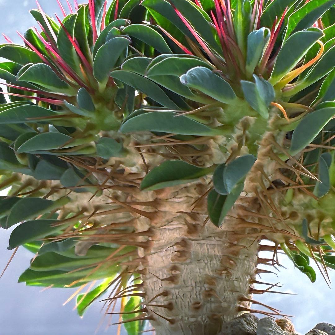 ギラウミニアナ　実生　5