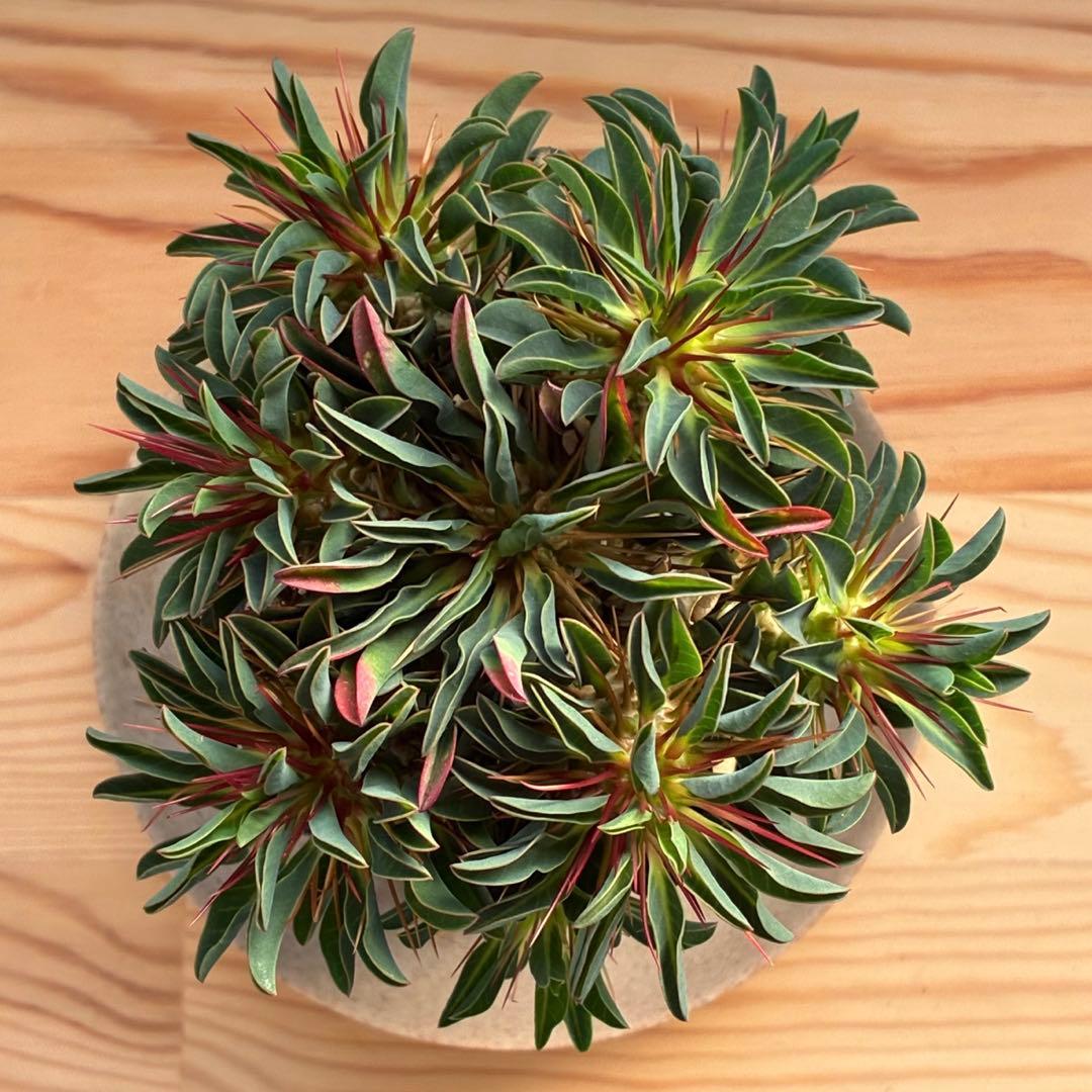 ギラウミニアナ　実生　5