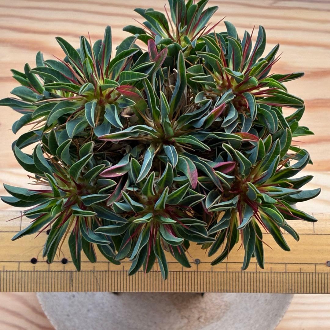 ギラウミニアナ　実生　5