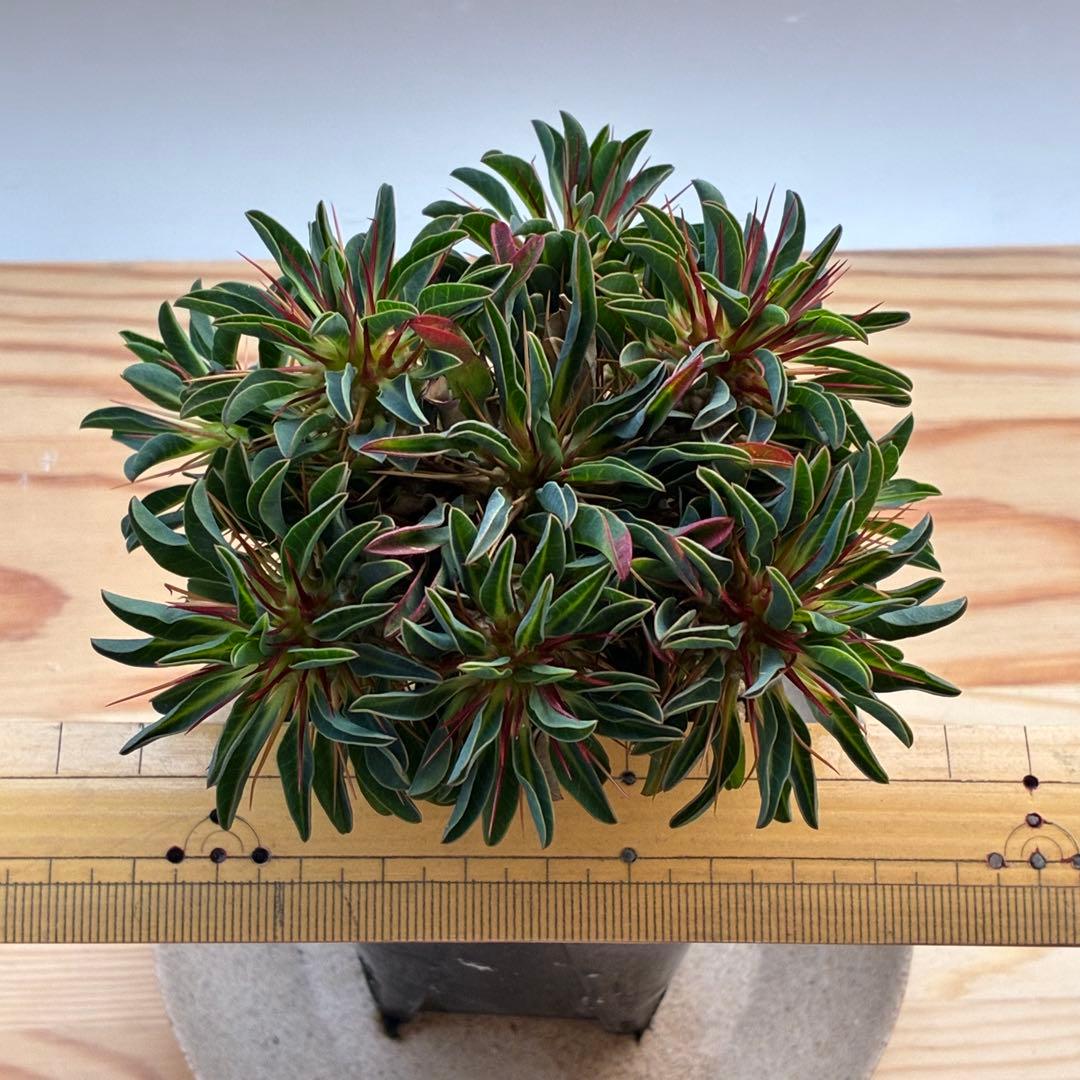 ギラウミニアナ　実生　5