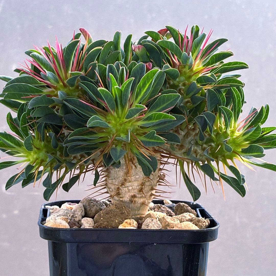 ギラウミニアナ　実生　5