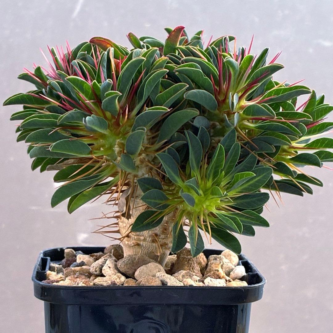 ギラウミニアナ　実生　5