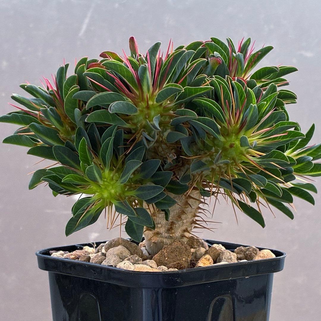 ギラウミニアナ　実生　5