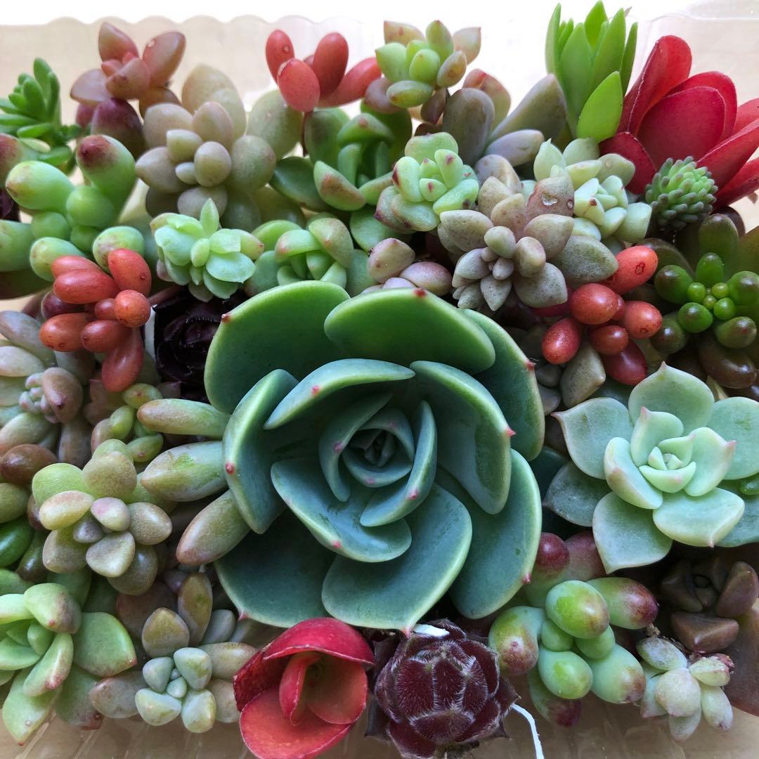 多肉植物♥゛七福神の寄せ植えセット 増量中