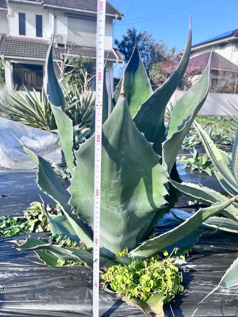 【‼︎大株‼︎】アガベ　ミラビリス